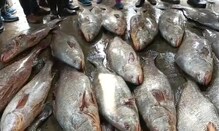 দিঘায় লক্ষ লক্ষ টাকার তেলিয়া ভোলা মাছ! উৎসাহী মৎসজীবীরা দিঘায় লক্ষ লক্ষ টাকার তেলিয়া ভোলা মাছ! উৎসাহী মৎসজীবীরা