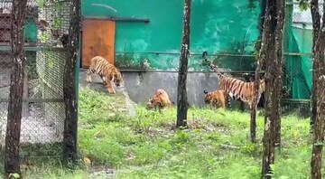 বেঙ্গল