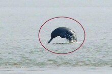 এবার আপনার এলাকাতেই নাচছে ডলফিন! শুশুক দেখতে ভিড় স্থানীয়দের