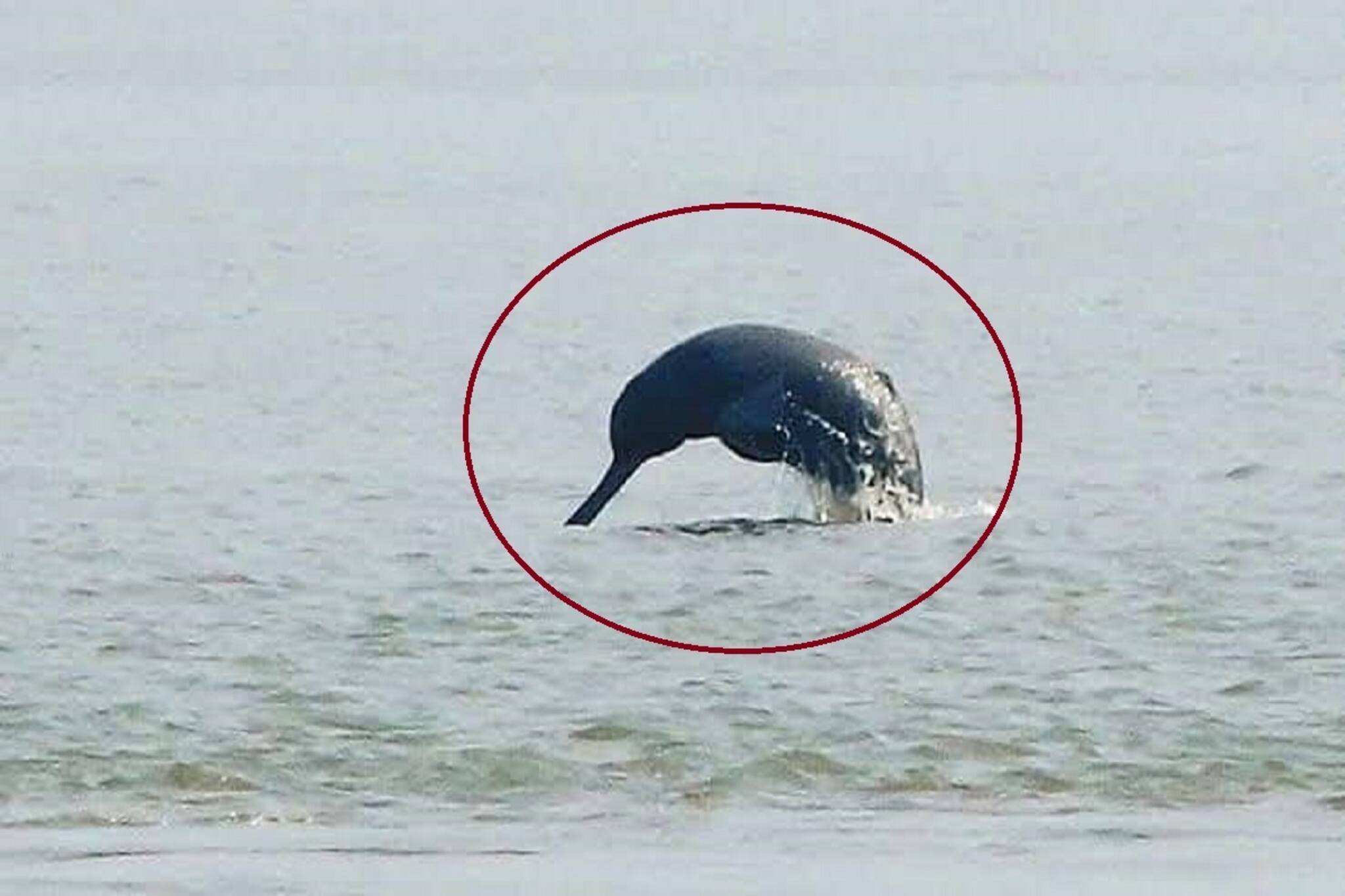 East Bardhaman News: এবার আপনার এলাকাতেই নাচছে ডলফিন! শুশুক দেখতে ভিড় স্থানীয়দের