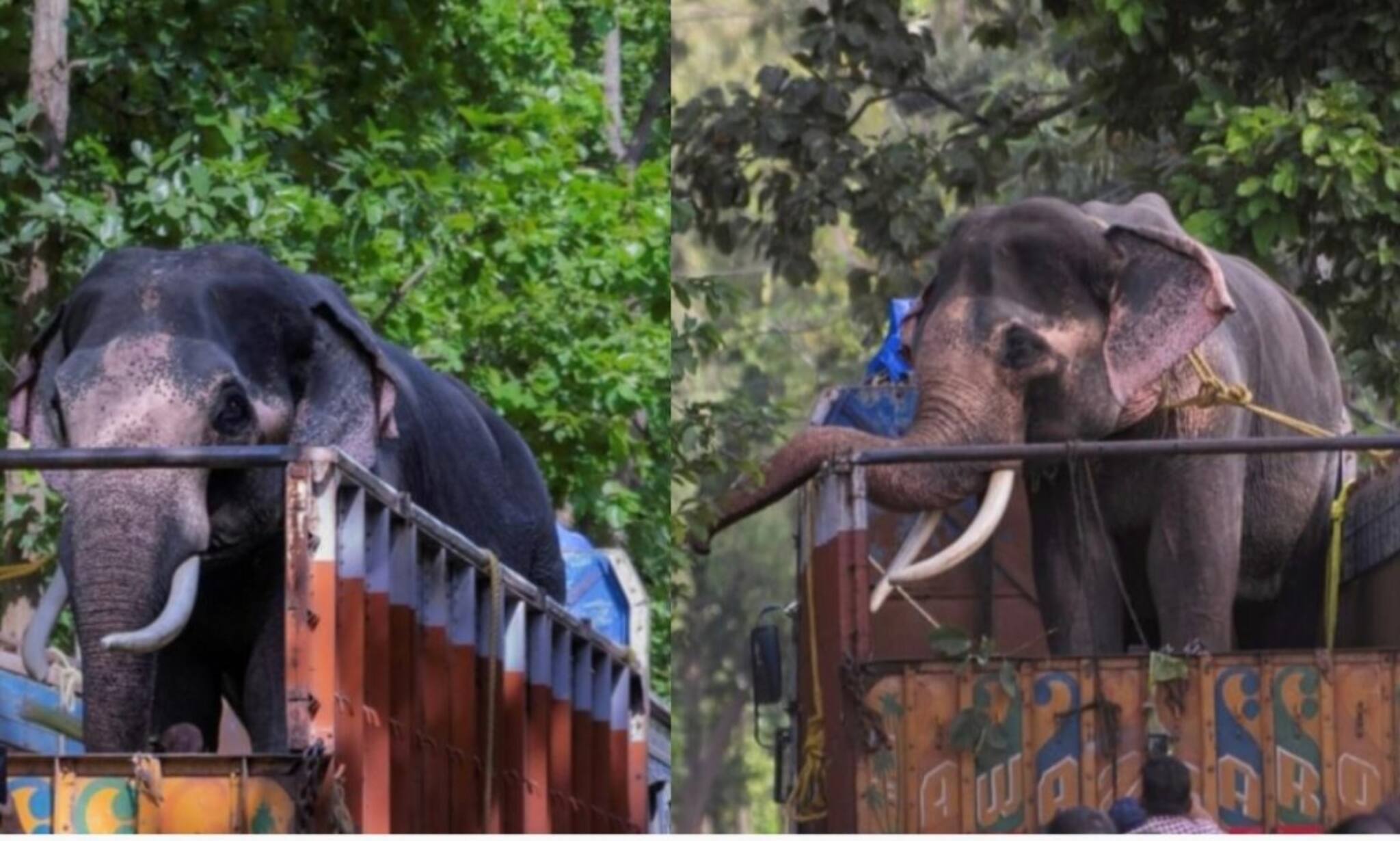 জঙ্গলমহলের মানুষের প্রাণ এখন শম্ভু ও মীনাক্ষীর হাতে! ভরসা দুই কুনকি হাতি! জানুন