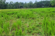 হাতির হানায় মাদারিহাটে নষ্ট সারা বছরের রোজগারের ধান!