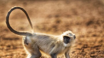 হনুমানের