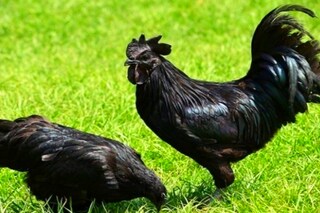করকনাথ মুরগি