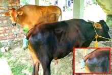 ধান খাওয়াই কাল হল একটি গরু ও বাছুরের! ভয়াবহ শাস্তি জুটল দুই অবলা জীবের!