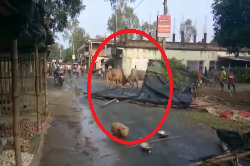  #মালদহ: ব্যস্ততম বাজার এলাকায় আচমকা শুরু ষাঁড়ের লড়াই । দুই ষাঁড়ের লড়াইয়ে ভাঙল একাধিক অস্থায়ী দোকান । ক্ষতিগ্রস্ত মাল বোঝাই ভ্যান । কোনওক্রমে পালিয়ে বাঁচলেন  পথচারীরা । ব্যস্ত রাস্তায় বেশ কিছুক্ষণের জন্য বন্ধ গাড়ি চলাচল । মালদহের হবিবপুরের দাল্লা বাজার এলাকার ঘটনা । ঘটনার জেরে রীতিমতো আতঙ্ক ছড়ায় গোটা এলাকায় । দীর্ঘক্ষণ লড়াইয়ের পর ষাঁড় দুটি শান্ত হয় । স্বাভাবিক হয় পরিস্থিতি । হাঁফ ছেড়ে বাঁচেন উপস্থিত লোকজন ।
