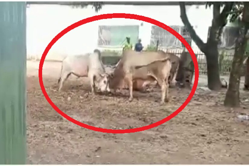 এইসব দেখে প্রান ভয়ে ছোটাছুটি শুরু করে দেন সকলে । গোটা এলাকা কার্যত ফাঁকা হয়ে যায় । ব্যস্ততম বাজার হয়ে দাঁড়ায় ষাঁড়ের লড়াইয়ের ময়দান । ব্যস্ততম রাস্তায় যান চলাচল বন্ধ হয়ে যায় । আধ ঘন্টারও বেশি সময় ধরে চলে এই ধুন্ধুমার । শেষে এক সময় নিজে থেকেই শান্ত হয় দুটি ষাঁড়  । কার্যত হাফ ছেড়ে বাঁচেন সকলে । তবে সোভাগ্য ক্রমে প্রাণহানি বা জখম হওয়ার মতো ঘটনা ঘটেনি। Sebak DebSarma