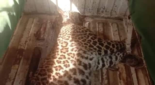 উদ্ধার করা হয়েছে চিতাবাঘের দেহ