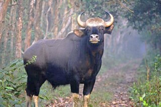 প্রতীকী ছবি