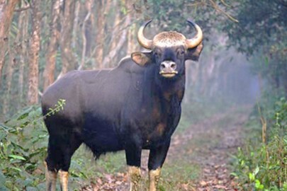 প্রতীকী ছবি