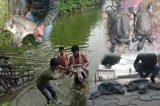 সফট শেল কচ্ছপ উদ্ধার 