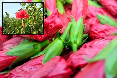 জবা ফুল