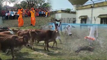 গাই