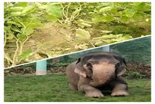 জলদাপাড়ার হাতির দলের তাণ্ডবে ক্ষতিগ্রস্ত বংশীধরপুরের কৃষিজমি!