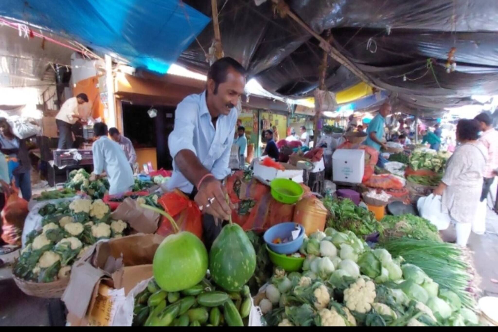 ছটপুজোর লাউ ভাত পর্বের জেরে লাউয়ের দাম আকাশ ছোঁয়া!