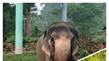 বারবিশায়