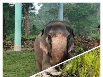 বারবিশায়