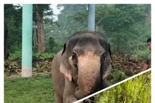 হাতির হানায় আতঙ্কিত বারবিশার বাসিন্দারা! রোজ ধান খেতে চলে আসছে হাতির দল