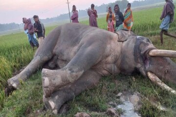দাঁতাল