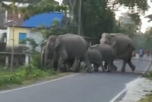 সাতসকালে হাতির দল মাদারিহাটে, ক্ষয়ক্ষতি চাষের জমিতে