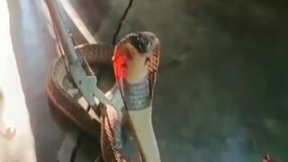 Paschim Medinipur: Gokhro snakes recovered from school 