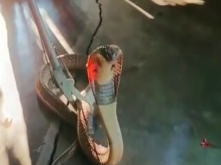 Paschim Medinipur: Gokhro snakes recovered from school 
