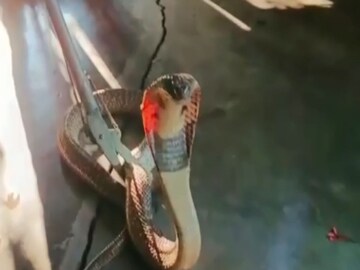 Paschim Medinipur: Gokhro snakes recovered from school 