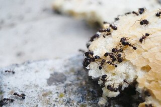 খাবার রাখলেই পিঁপড়ে ধরে যাচ্ছে
