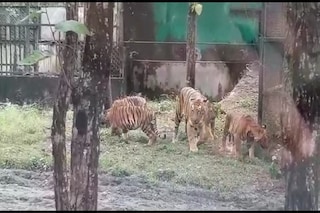 বেঙ্গল সাফারি পার্কে নতুন অতিথি