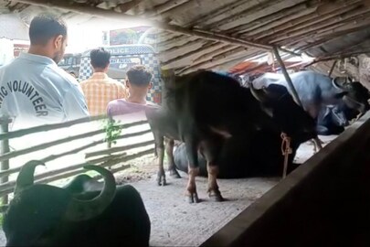 গরু-মহিষ পাচারের অভিযোগ