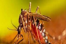 Dengue: কলকাতায় ফের ডেঙ্গিতে মৃত্যু দশম শ্রেণির পড়ুয়ার
