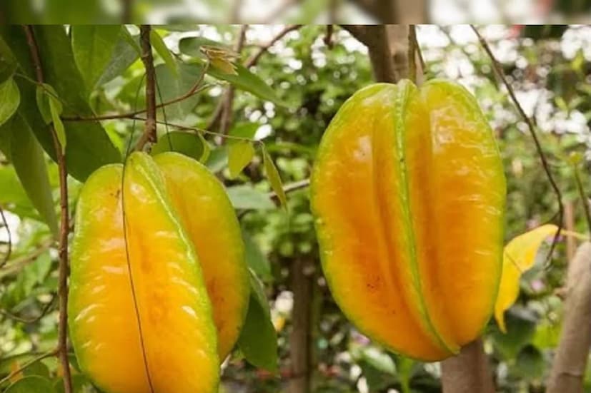 কামরাঙায় প্রচুর ফাইবার আছে৷ এই উপাদানের ফলে পরিপাক ক্রিয়া ঠিক থাকে৷ ইরেগুলার বাওয়েল মোশন সংক্রান্ত সমস্যা দূর হয়৷ শরীরে উপকারী মাইক্রো অর্গানিজমের পরিমাণ বাড়ে৷
