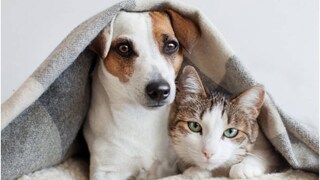 দীপাবলি যাতে ওদের জন্যও ‘শুভ’ হয়, তার জন্য কিছু ছোট্ট ছোট্ট পদক্ষেপ করতে হবে আমাদেরকেই দীপাবলি যাতে ওদের জন্যও ‘শুভ’ হয়, তার জন্য কিছু ছোট্ট ছোট্ট পদক্ষেপ করতে হবে আমাদেরকেই