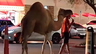 মরুজাহাজকে পাশে নিয়ে লাস ভেগাসের পথে তাঁর ভিডিও ইনস্টাগ্রামে শেয়ার করা হয়েছে