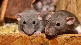 সমস্যা সমাধানের জন্য রইল কয়েকটি ঘরোয়া টোটকা সমস্যা সমাধানের জন্য রইল কয়েকটি ঘরোয়া টোটকা