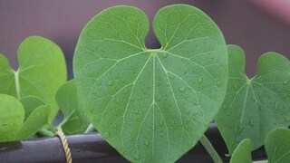 সূক্ষ রেখা, বলিরেখা, দাগ এবং কালো দাগ দূর করতে গিলয় অব্যর্থ