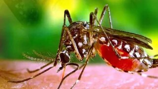 ডেঙ্গি আক্রান্ত তৃণমূল সাংসদের স্বামী এবং মেয়ে৷ ডেঙ্গি আক্রান্ত তৃণমূল সাংসদের স্বামী এবং মেয়ে৷