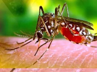 ডেঙ্গি আক্রান্ত তৃণমূল সাংসদের স্বামী এবং মেয়ে৷ 
