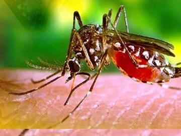 ডেঙ্গি আক্রান্ত তৃণমূল সাংসদের স্বামী এবং মেয়ে৷ 