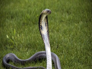 Snake recovered from home in Paschim Medinipur