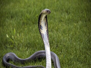 Snake recovered from home in Paschim Medinipur