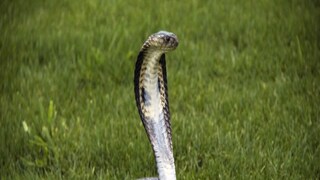 Snake recovered from home in Paschim Medinipur