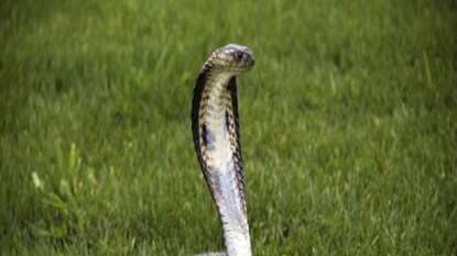 Snake recovered from home in Paschim Medinipur Snake recovered from home in Paschim Medinipur