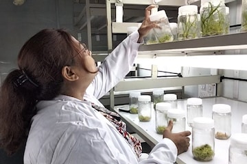 টিস্যু