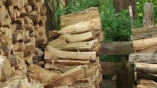 বনের ভিতরে বিড়াল ঘুমিয়ে, তাকে দেখতে পাচ্ছেন? ওর উপরেই কিন্তু নির্ভর করছে আমাদের পর্যবেক্ষণ ক্ষমতা