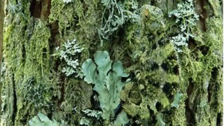 গাছ না গিরগিটি! সবুজের আড়ালে ১০ সেকেন্ডে গিরগিটি খুঁজতে গেলে লাগবে শ্যেনদৃষ্টি