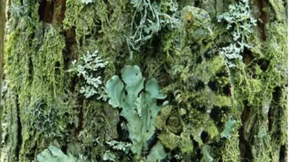 গাছ না গিরগিটি! সবুজের আড়ালে ১০ সেকেন্ডে গিরগিটি খুঁজতে গেলে লাগবে শ্যেনদৃষ্টি গাছ না গিরগিটি! সবুজের আড়ালে ১০ সেকেন্ডে গিরগিটি খুঁজতে গেলে লাগবে শ্যেনদৃষ্টি