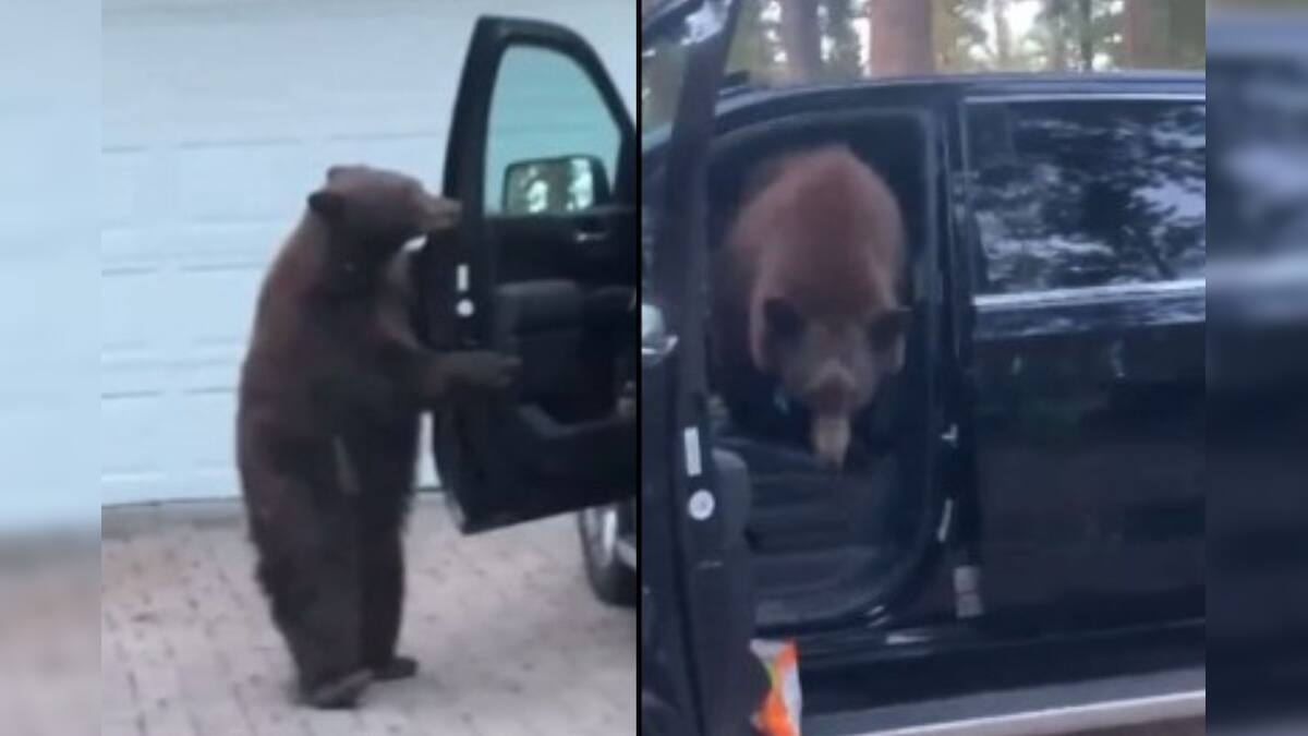 চুরি করতে গিয়ে বিপত্তি , বকা খেয়েই পালিয়ে গেল ভাল্লুক ! তারপর কী ঘটল দেখুন