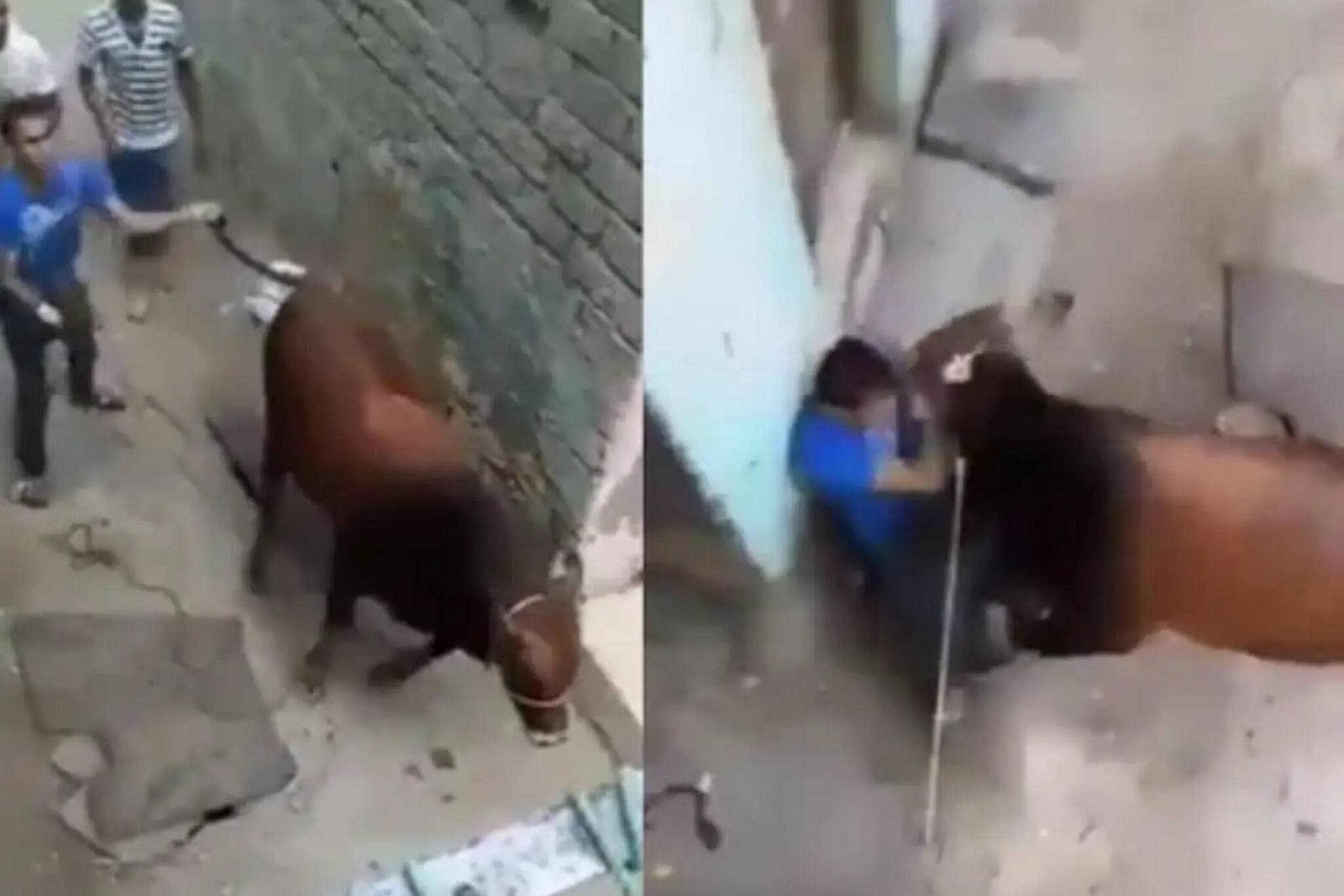 গরুকে লাথি, লেজ ধরে টান! তারপরেই জীবনের চরম শিক্ষা পেল যুবক, রইল ভিডিও