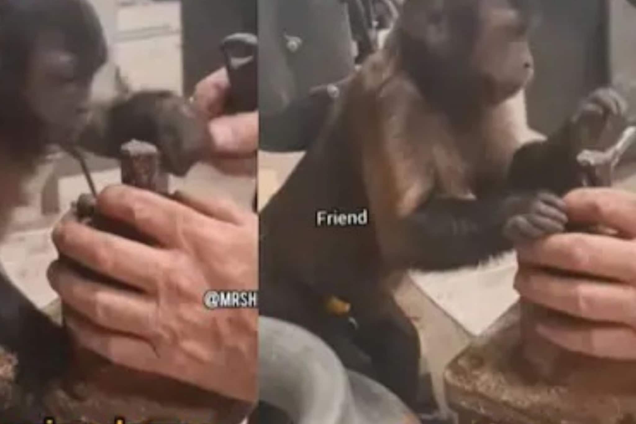 মন দিয়ে বাইক সারাচ্ছে ‘মেকানিক’ বাঁদর! ভিডিও দেখে হেসে খুন নেটিজেনরা